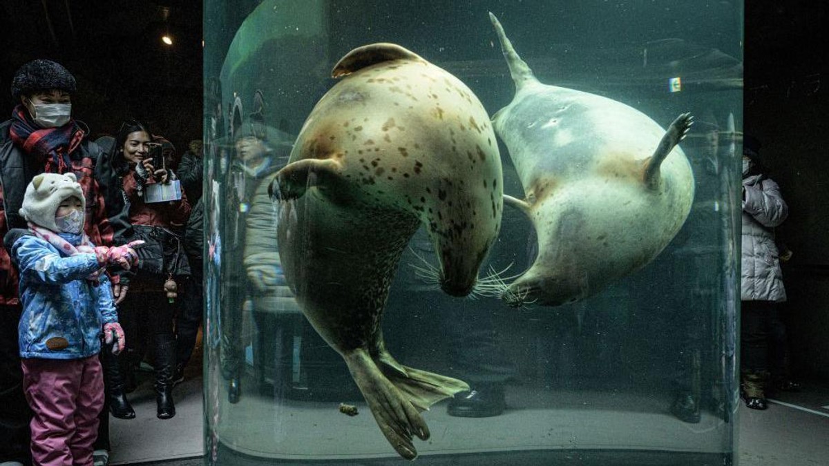 Zoološki vrt Asahijama jedan je od najpopularnijih zooloških vrtova u Japanu | Foto: AFP via Getty Images