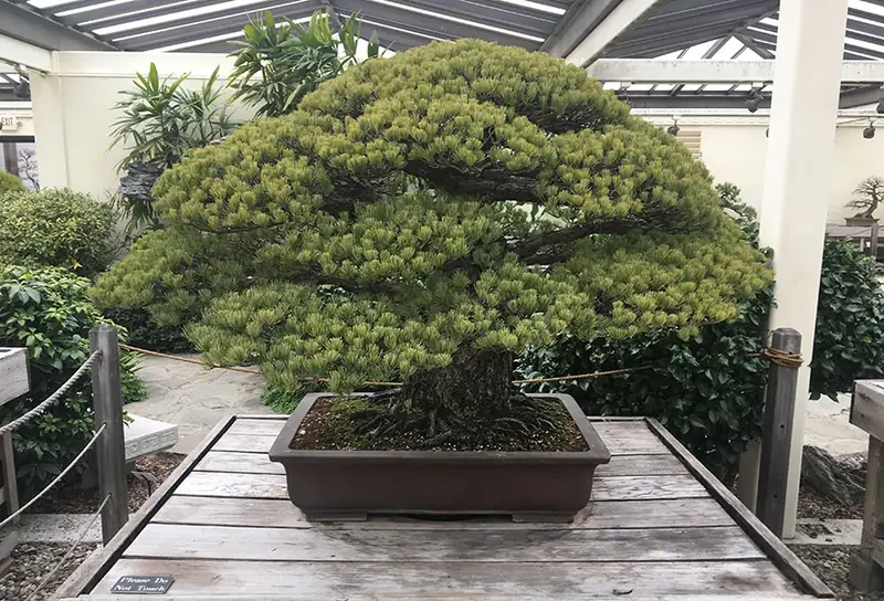 Drzewko bonsai