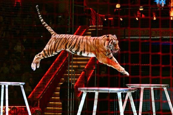 (VIDEO) TIGAR SKOČIO U PUBLIKU Drama u cirkusu: Deca vrištala, odrasli trčali u panici!