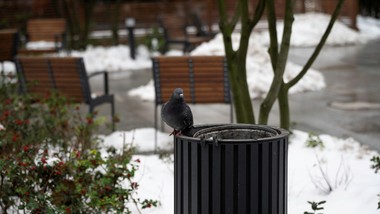 wyrzucasz takie przedmioty do ulicznych śmietników? grozi 500 zł kary