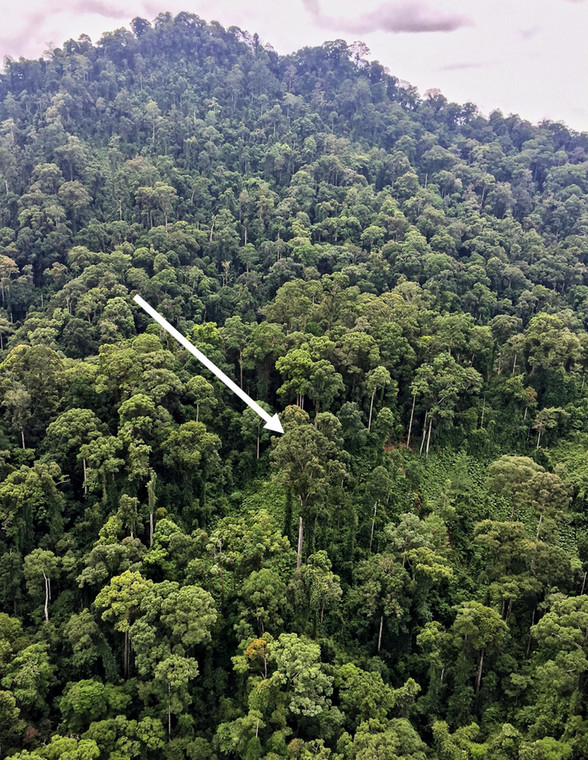 Najwyższe na świecie tropikalne drzewo