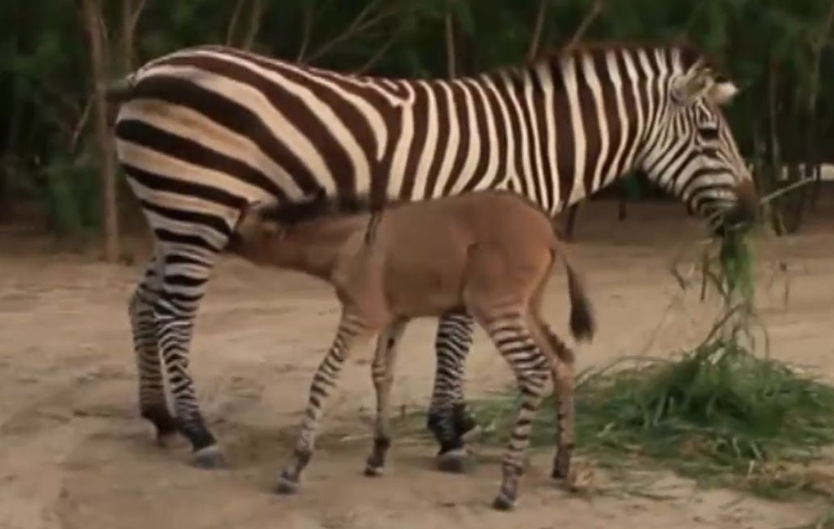 Zebryna w meksykańskim Zoo