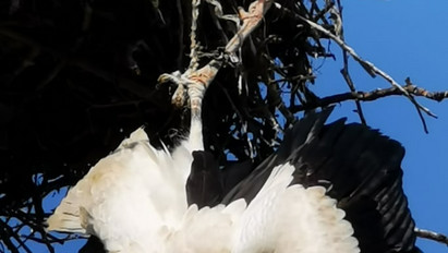 Drámai mentés: a fészkéből kilógó madzagon akadt fenn egy gólya