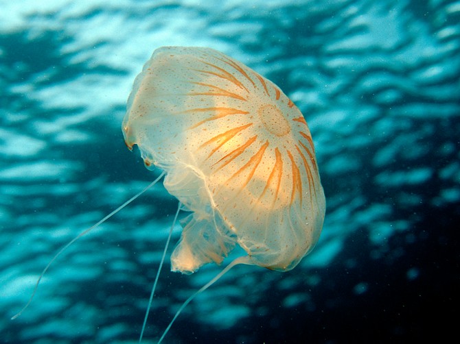 115567_meduza