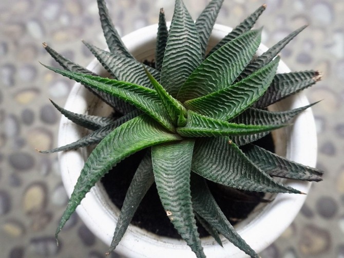 Kako se pravilno presađuje aloe vera objašnjava Dejan Dragićević