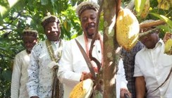 C’ River strikes new gold in cocoa