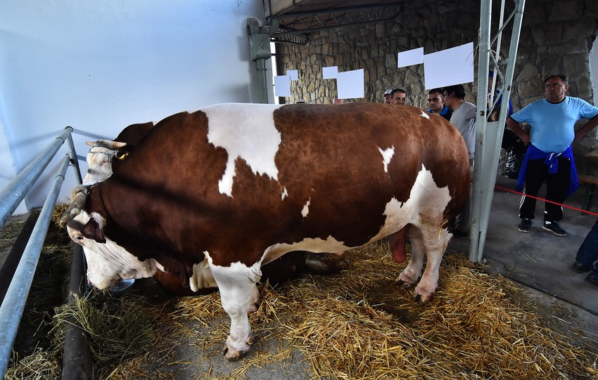 Poljoprivredni sajam