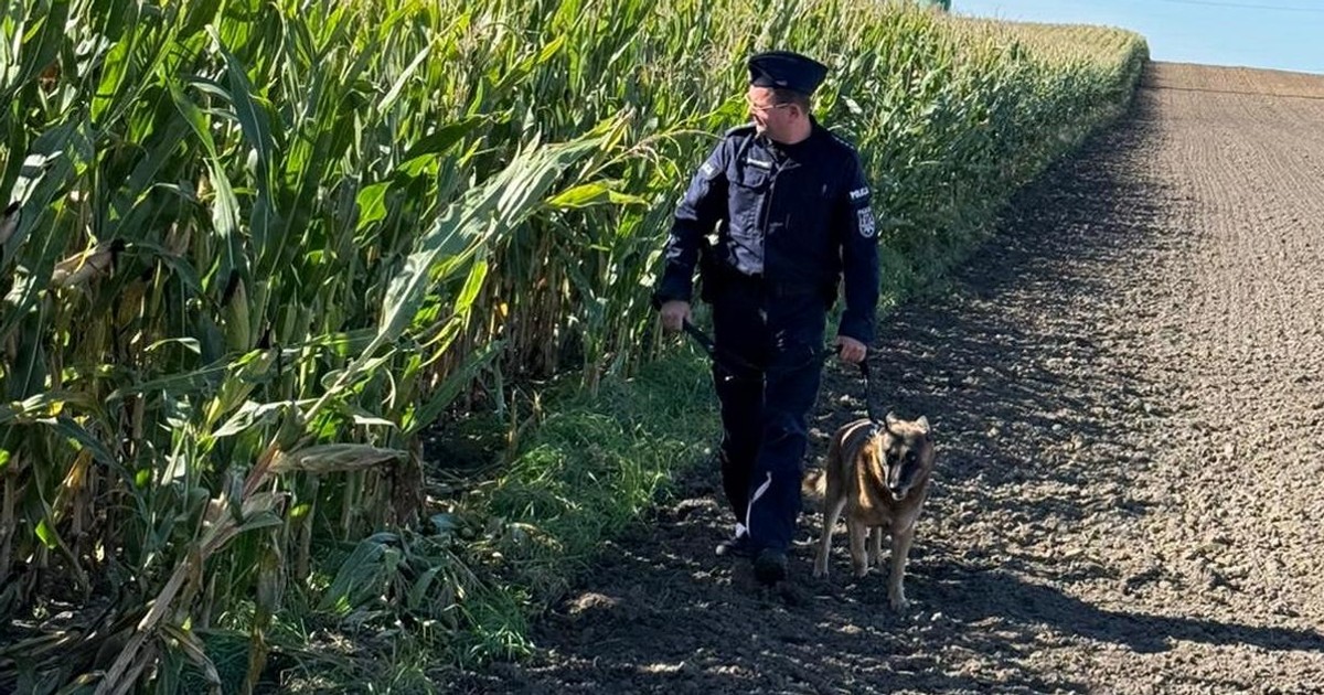 Kto zastawia pułapki w polu kukurydzy na rolników? Policja ostrzega