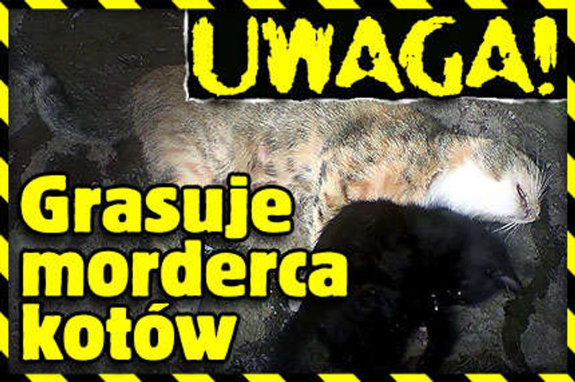 Uwaga! Grasuje morderca kotów!