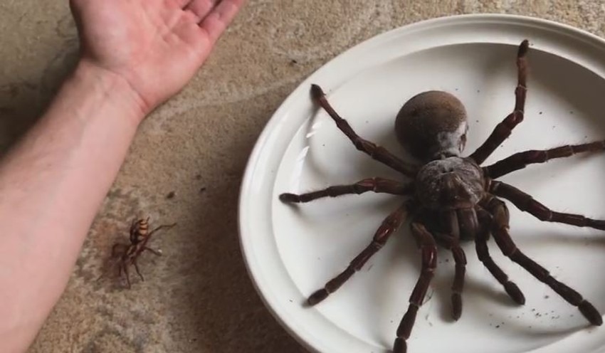 I tarantula je bila ljubimac u kupinovu