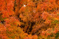 A tree with autumn foliage at Woodlawn, a 1,100-acre tract of upland meadows and woods.