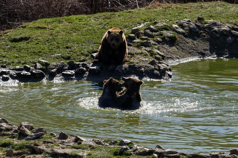 Rezerwat dla niedźwiedzi brunatnych — Libearty