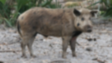 Plaga dzikich świń zagraża obchodom Halloween w miasteczku na Florydzie