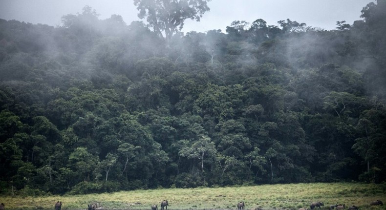 Gabon is heavily forested and the timber industry is hugely important for the economy