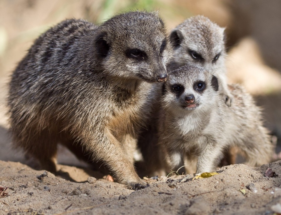 Trzy surykatki urodziły się we wrocławskim Ogrodzie Zoologicznym