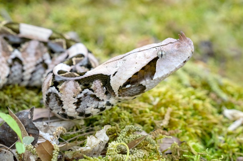 Ženka poskoka