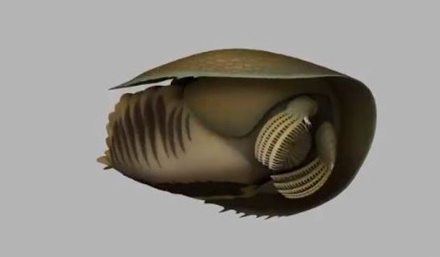 kambroraster falkatus1