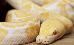 Pyton tygrysi został uśpiony. 'Poważne uszkodzenia narządów, nie dało się go uratować'