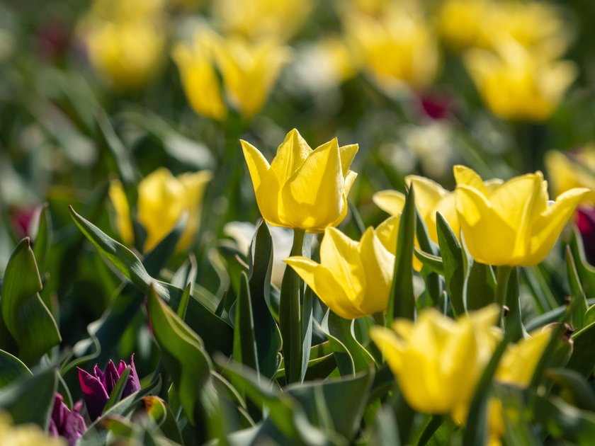 Otworzyli Ogród Botaniczny na jeden dzień