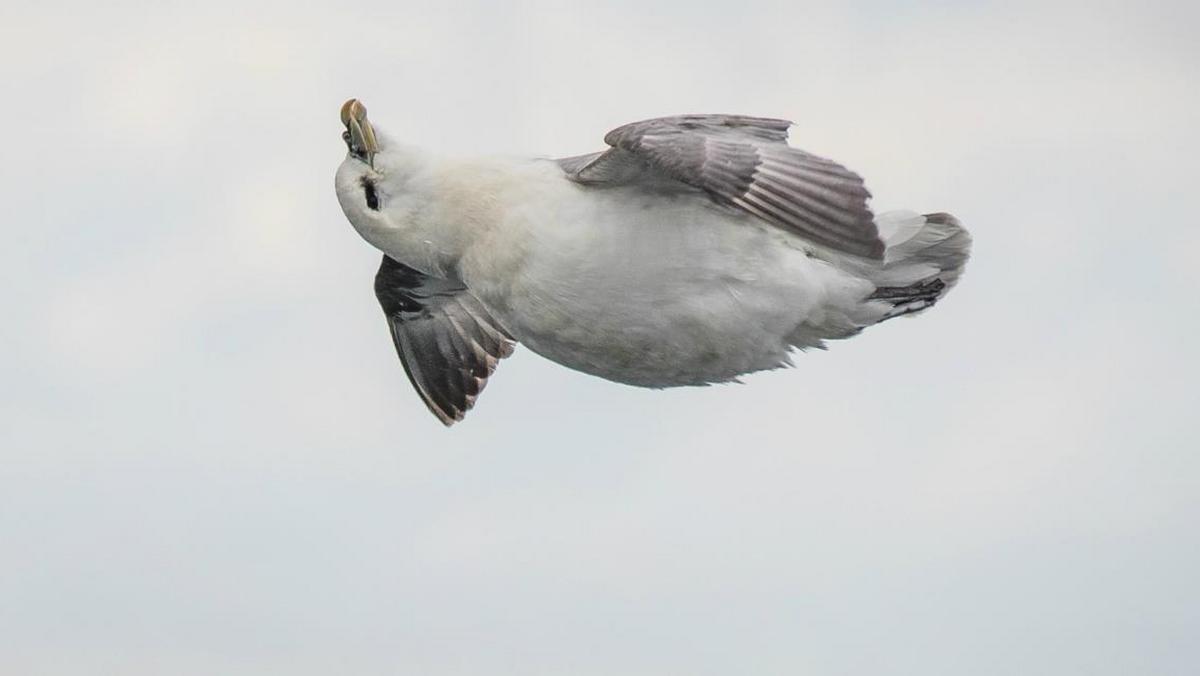 Fulmar. Mistrz powietrznych akrobacji.