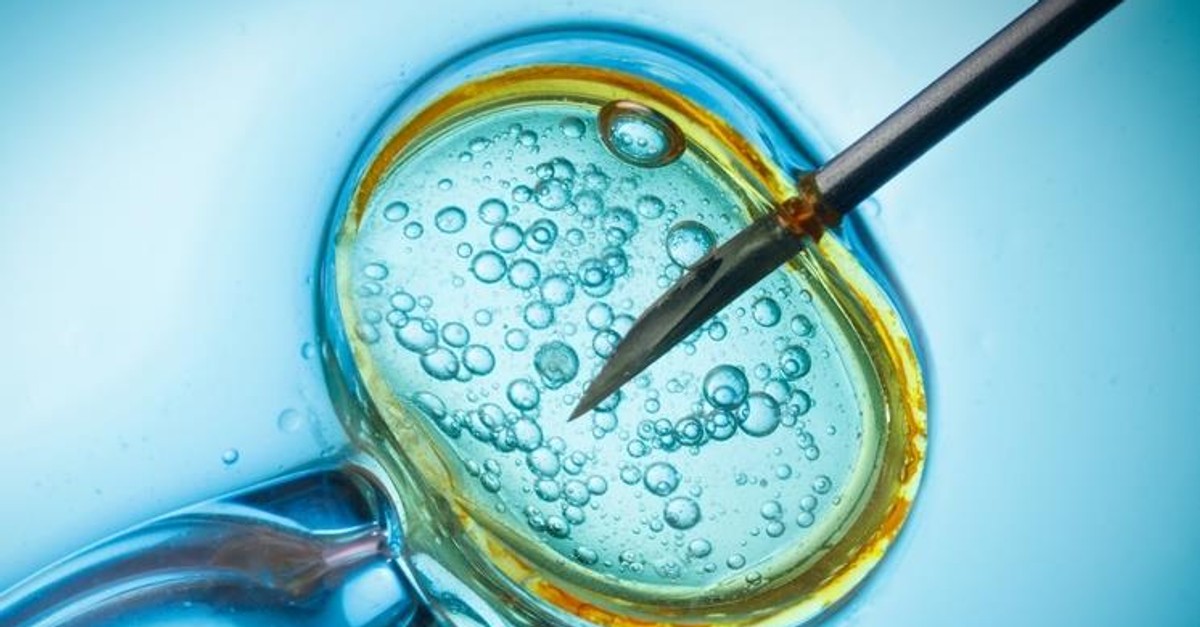 W Jakim Narządzie Dochodzi Do Zapłodnienia Pomyłka in vitro. Kobiety zapłodnione nasieniem, ale nie swojego partnera