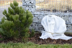 Jak zabezpieczyć rośliny przed przymrozkami? Sprawdzone metody