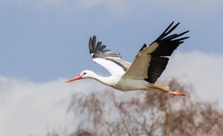 Bocian dobijał się do spytkowickiego urzędu. W sobotę było nieczynne