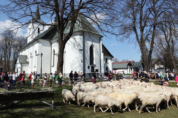 Owce zgromaszone przed bazyliką 