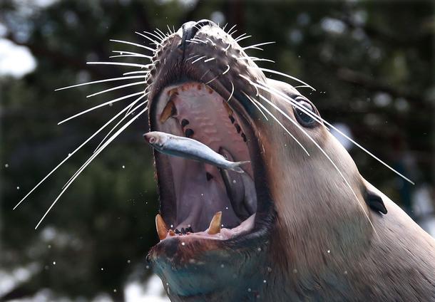 A Steller sea lion eats fish during a press visit at the Marineland Zoo in Antibes