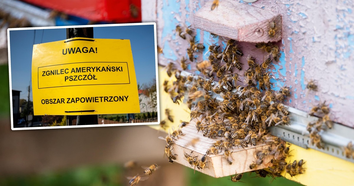 Zaraźliwa choroba w Kujawsko-Pomorskiem. Palą całe pasieki