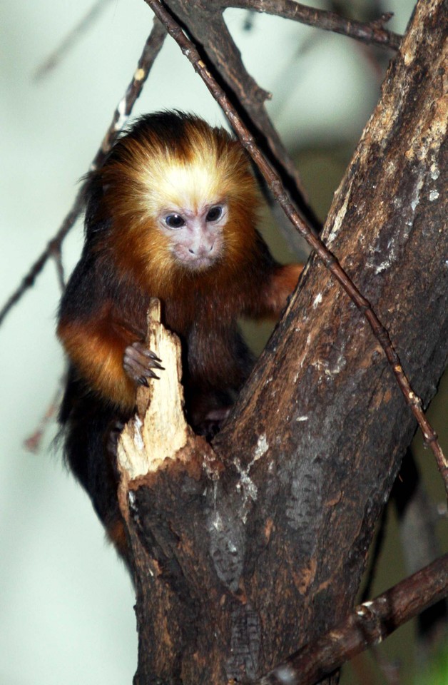 POZNAŃ ZOO MAŁPKI