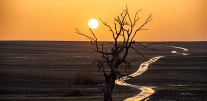 Runęło słynne Drzewo Wisielców. To koniec niezwykłego dębu 