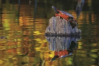 Płeć młodych zależy u tych żółwi od temperatury. Gdy jest cieplej, wykluwają się samice