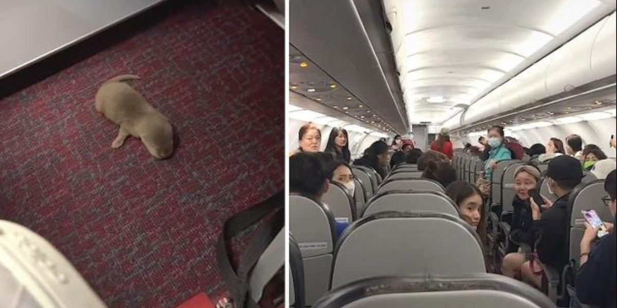 Szczur i fretka wywołały chaos na pokładzie samolotu z Bangkoku do Tajpej.