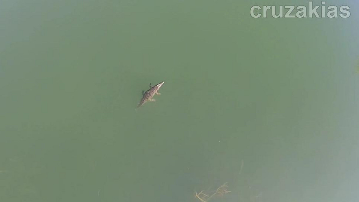 Rolnicy i turyści na Krecie obawiają się spotkania z… krokodylem. Gad został uchwycony na filmie nakręconym z drona, gdy odpoczywał na tafli sztucznego jeziora w okolicach znanego kurortu Rethymnon (Retimno).