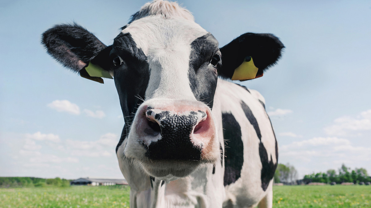 Bill Gates inwestuje w startup zmniejszający emisję metanu przez krowy