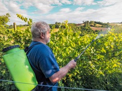 Oprysk Miedzianem - kiedy pryskać Miedzianem drzewa owocowe jesienią? Co pryskać Miedzianem? Czy Miedzian jest szkodliwy?
