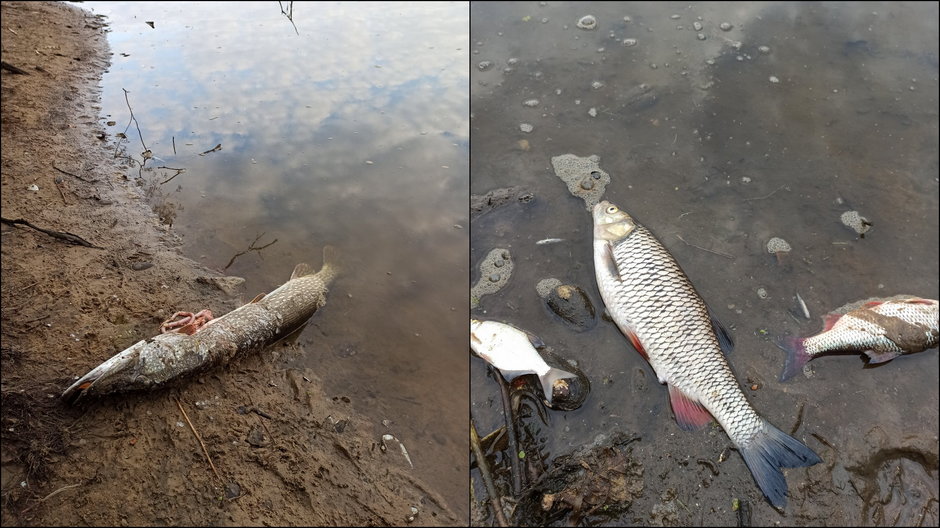 Śnięte ryby w rzece Odrze fot. Wadim Tyszkiewicz