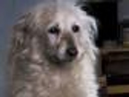 Gmina musi zadbać o los bezdomnych zwierząt