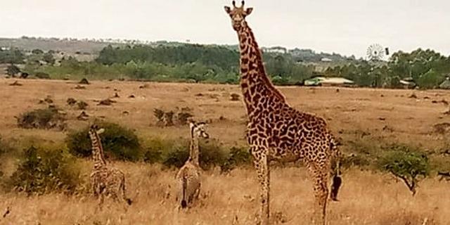 giraffe giving birth gif