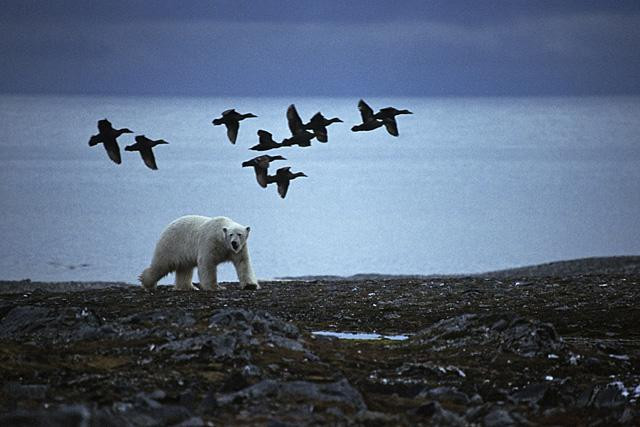 Galeria Wystawa polarnej fotografii przyrodniczej "Ptaki Spitsbergenu", obrazek 1