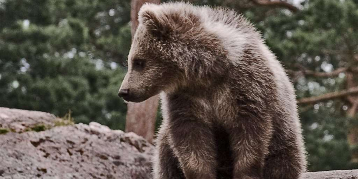 Orzeł zabił niedźwiedzia w Tatrach