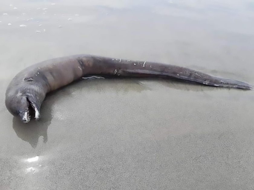 Przedziwny stwór na plaży w Meksyku. Co to jest?