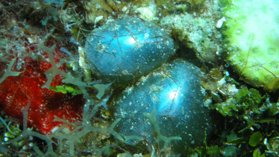 Valonia ventricosa