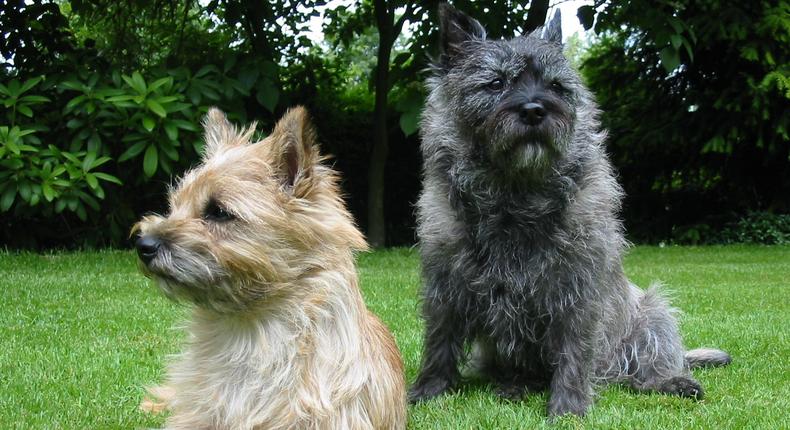 Terrier breed dogs (Courtesy)