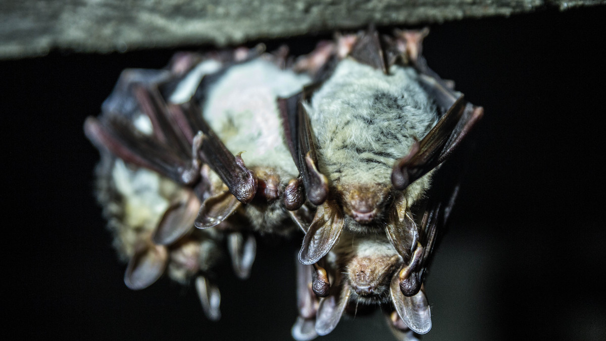 Koronawirus. Pochodzenie. Zagrożeniem są nietoperze