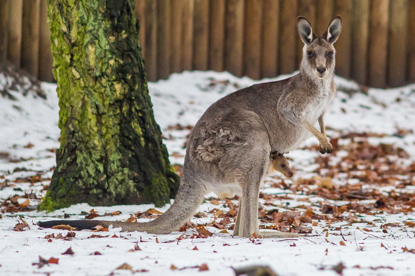 W poznańskim zoo na świat przyszedł kangur