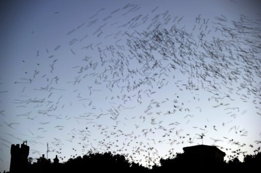 ITALY-ROME-BIRDS-STARLINGS