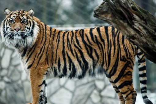 TYGRYSY Tygrys sumatrzański we wrocławskim ZOO 