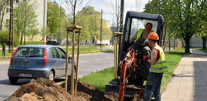 Posadzili głogową aleję i... przekopali ją koparką